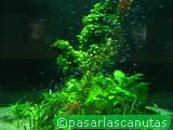 foto de acuario con peces neon con tama&ntilde;o de 160X120; ver distintas medidas disponibles a la derecha